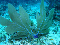 アドバンスドオープンウォーターダイバー画像