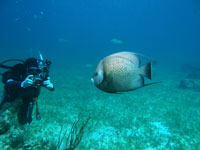 グランドマスターダイバー画像