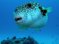 インストラクタートレーナー画像